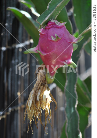  Dragon fruit  3291635