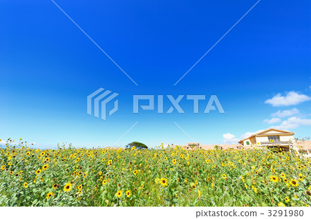 Sunflower field 2 3291980