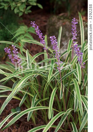 Yaburan 3292288