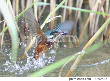 A kingfisher's young bird that captured the fish A kingfisher's young bird that captured the fish 3292564