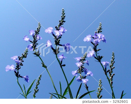 bloom, blue sage, salvia 3292601
