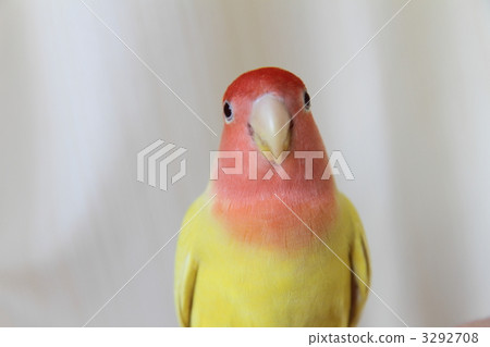 Kozaku Rinko 3292708