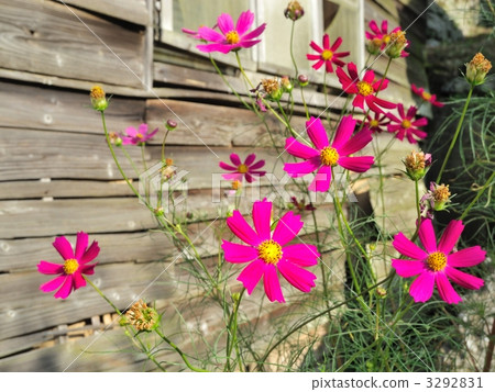 Cosmos (dark pink, red) Cosmos (dark pink, red) 3292831