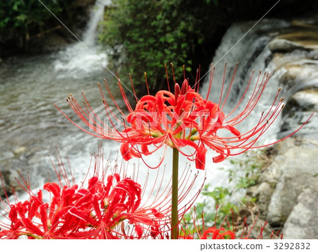 Higambuna(紅色) Higambuna(紅色) 3292832