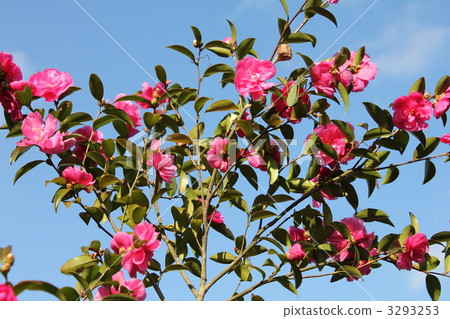 Flower and autumn sky Flower and autumn sky 3293253