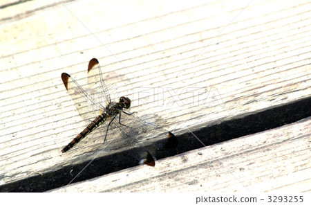 Red dragonfly Red dragonfly 3293255