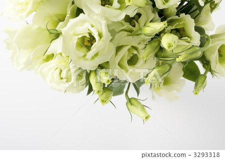  Turkey Powder 3293318