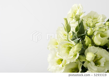 Turkey Powder Turkey Powder 3293319