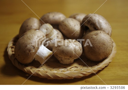 蘑菇 蘑菇 3293586