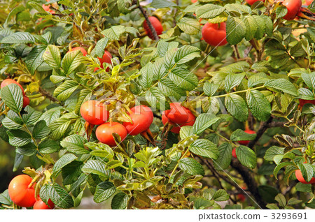 樹·Porcupine薔薇科 3293691