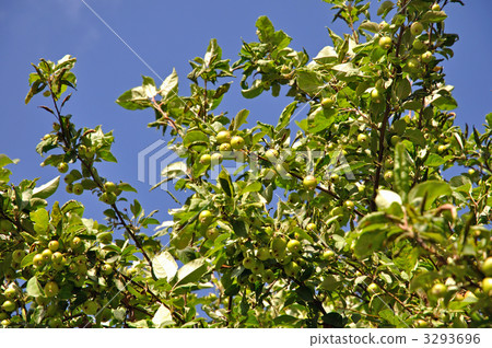 樹·蜘蛛玫瑰家庭 3293696