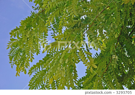 Tree · Robinia Freesia Legume 3293705