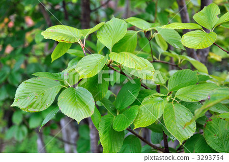 Tree · Azuki bean family Tree · Azuki bean family 3293754