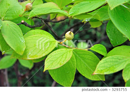 樹·Shara Tsubaki 3293755