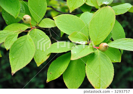 樹·Shara Tsubaki 3293757