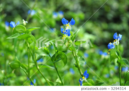 Grass Grass 3294314