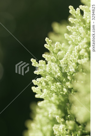 Kono Tegashiwa 3294625