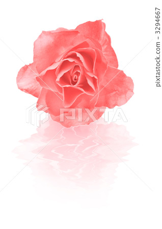 Rose _005 Rose _005 3294667