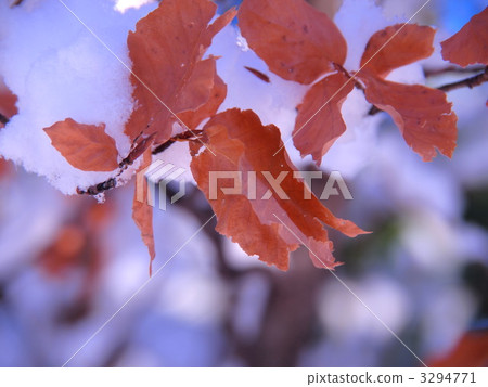 red leaf, snow scene, branch 3294771