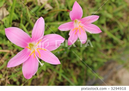 Saffron Moddoki 3294918