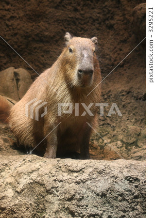 水豚 陸生動物 動物 3295221