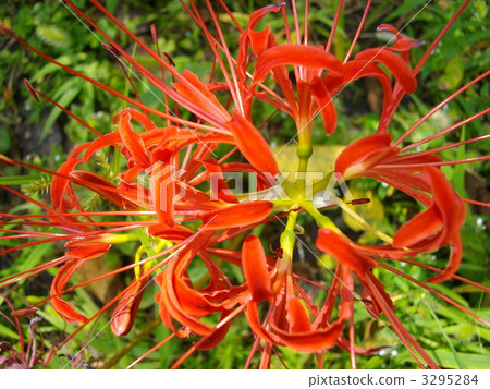 彼岸花 石蒜 曼珠沙華 3295284