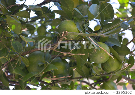 Autumn fruit · curved tea (Okinawa Mandarin) 3295302