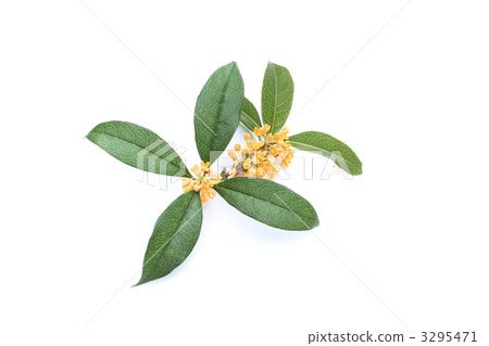 The scent of the quince 3295471