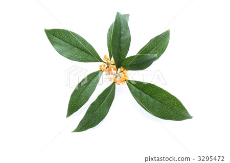 木瓜的氣味 3295472