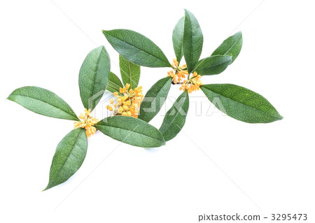 The scent of the quince 3295473