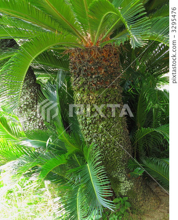 Green cycats Green cycats 3295476