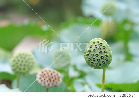 大賀蓮 花托 蓮花 3295554
