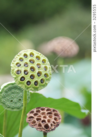 大賀蓮 花托 蓮花 3295555