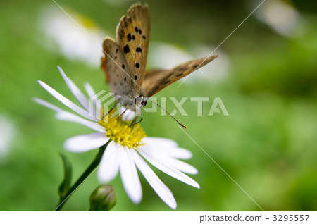 Yuzuka and Benishizimi 3295557