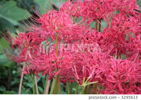 彼岸花 石蒜 曼珠沙華 3295613