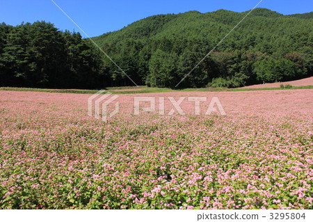 Red-soba no Sato 3295804