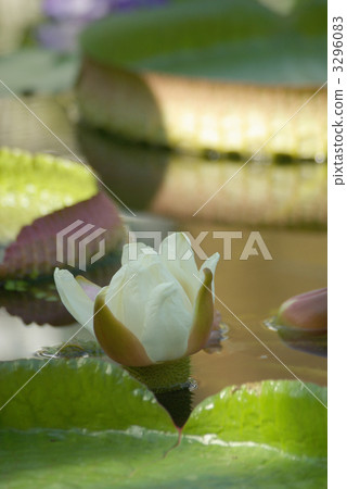 Buds of Ouonibasu 3296083