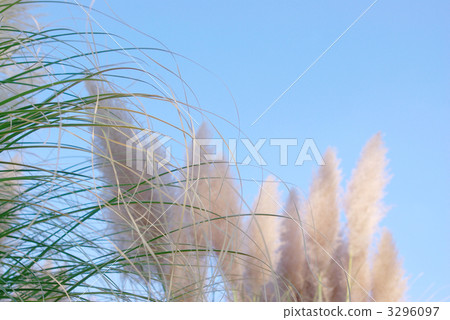 Pampasgrass葉子和花 Pampasgrass葉子和花 3296097