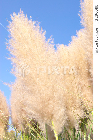 Pampasgrass之花 Pampasgrass之花 3296099
