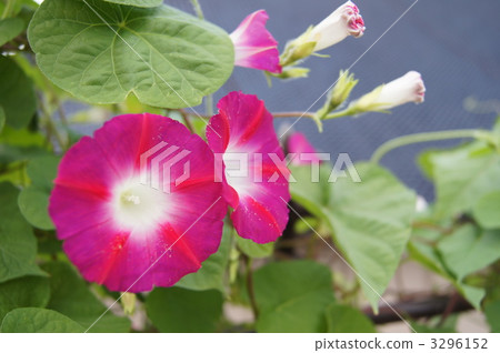 Horse morning glory Horse morning glory 3296152