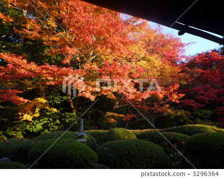 Autumn's Shiseido Autumn's Shiseido 3296364