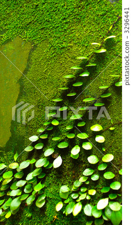 clamber, creeper, round leaf 3296441