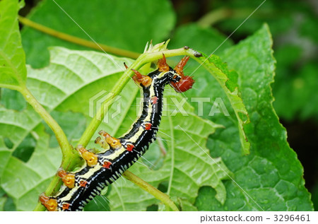 Arcte coerula 3296461