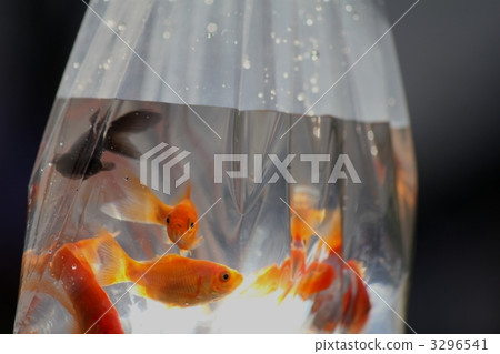 Goldfish Goldfish 3296541