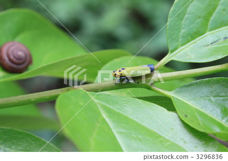 Tsunagogyo Oshoko 3296836