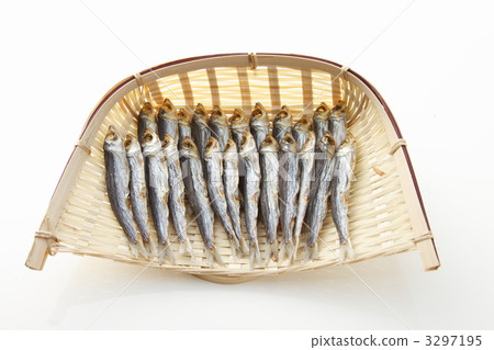 sardine, urume, etrumeus teres 3297195
