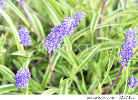 藍色大拖夫 麥冬 多年草 3297362