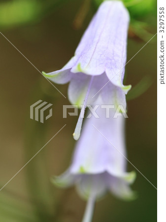 Pale purple field flower tree crassenin 3297558