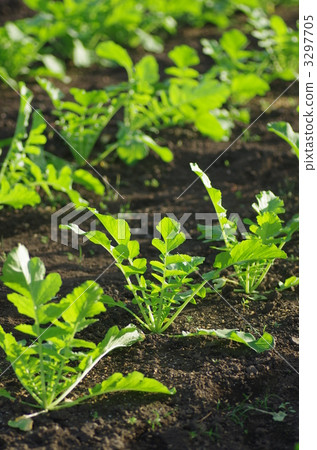 日本蘿蔔田 日本蘿蔔田 3297705