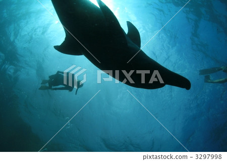 swim, dolphin, dolphins 3297998